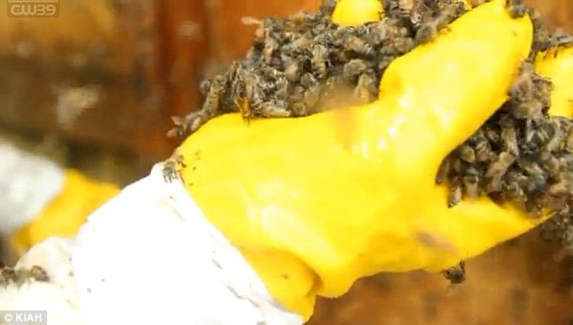 Thấy đầy mật ong trên tường nhà, người phụ nữ phát hiện sự thật kinh hoàng - Ảnh 3.