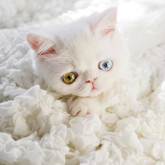 Tận hưởng sự độc đáo của một chú mèo hai màu mắt. Với đôi mắt màu vàng và xanh lục, chú mèo này sẽ khiến bạn không thể rời mắt khỏi hình ảnh đáng yêu này.