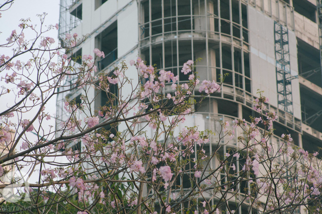 Một ngày nắng chói chang, ngắm hoa kèn hồng để thấy lòng lịm mát giữa Sài Gòn - Ảnh 1.