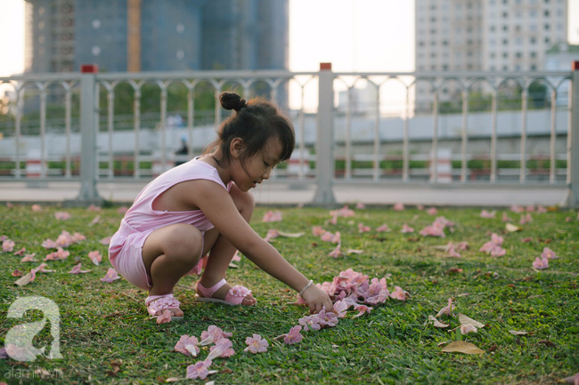 Một ngày nắng chói chang, ngắm hoa kèn hồng để thấy lòng lịm mát giữa Sài Gòn - Ảnh 12.