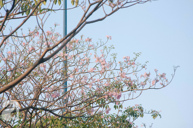 Một ngày nắng chói chang, ngắm hoa kèn hồng để thấy lòng lịm mát giữa Sài Gòn - Ảnh 2.