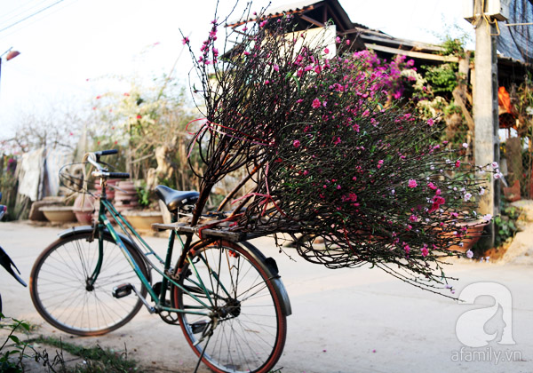 Nắng nóng, chưa đến Tết đào Nhật Tân đã nở đỏ ruộng khiến nông dân buồn bã chặt bỏ, bán với giá bèo - Ảnh 13.