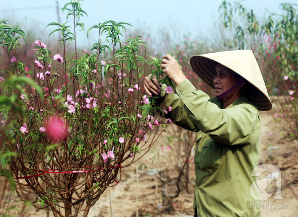 Nắng nóng, chưa đến Tết đào Nhật Tân đã nở đỏ ruộng khiến nông dân buồn bã chặt bỏ, bán với giá bèo - Ảnh 4.