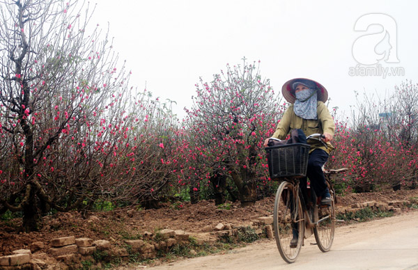 Nắng nóng, chưa đến Tết đào Nhật Tân đã nở đỏ ruộng khiến nông dân buồn bã chặt bỏ, bán với giá bèo - Ảnh 6.