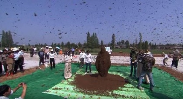Kinh dị người đàn ông để 60.000 con ong bu kín mặt vẫn bình thản đọc sách - Ảnh 6.