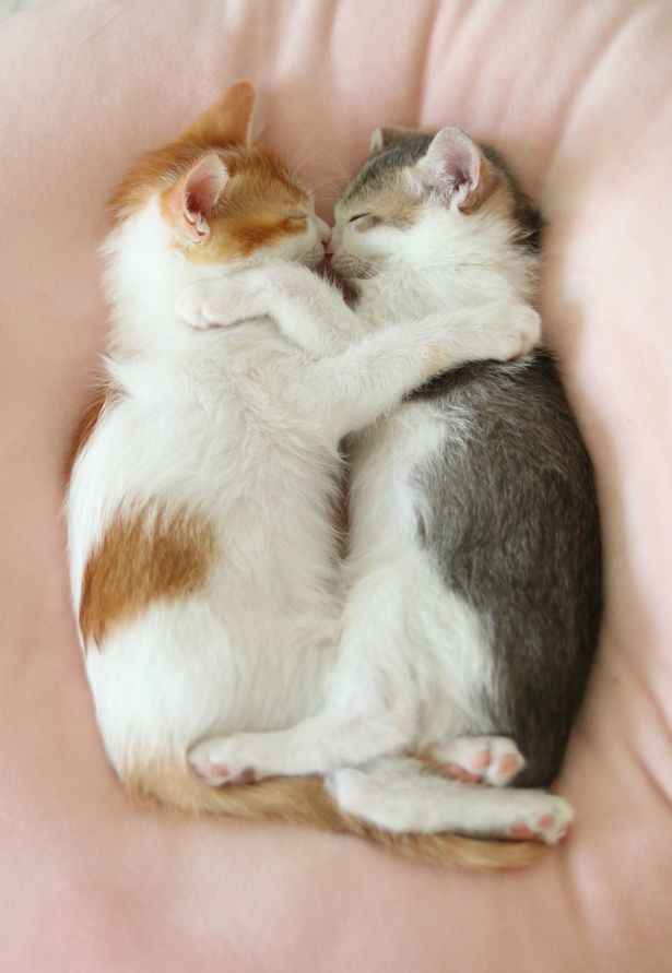 Mèo không thể sống thiếu tình cảm và sự ấm áp. Xem hình ảnh hai chú mèo nằm cạnh nhau để cảm nhận tình cảm của chúng đối với nhau. Bạn sẽ hiểu vì sao mèo cần có người bạn đồng hành để có thể ngủ ngon giấc.