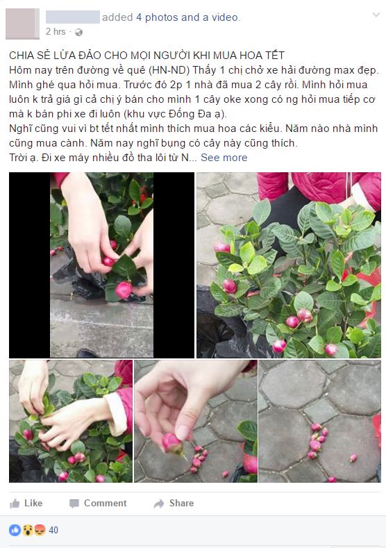 Mua hoa hải đường chưng Tết ở Hà Nội, ngã ngửa khi biết nụ hoa được gắn bằng... kẽm - Ảnh 1.