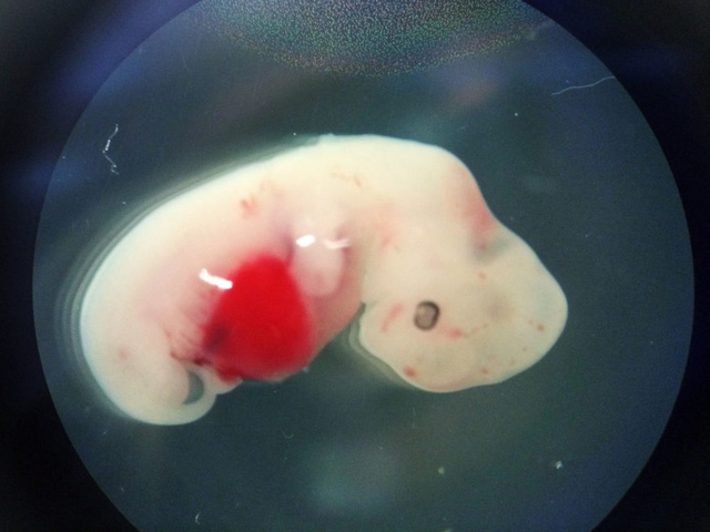 Lần đầu tiên tạo thành công phôi thai nửa người nửa lợn, các nhà khoa học hủy thí nghiệm giữa chừng vì lo sợ - Ảnh 1.