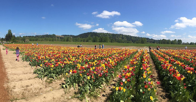 6 khu vườn hoa tulip chỉ nhìn thôi cũng khiến người ta ngất ngây bởi quá đẹp, quá rực rỡ - Ảnh 24.