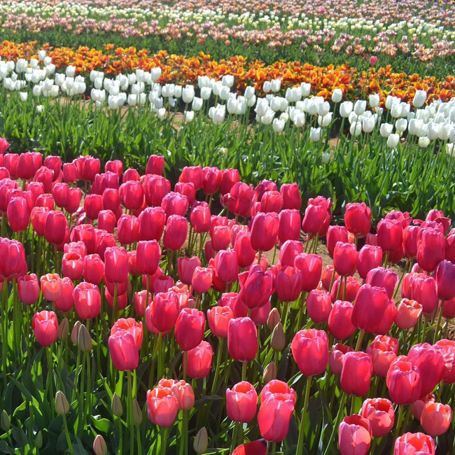 6 khu vườn hoa tulip chỉ nhìn thôi cũng khiến người ta ngất ngây bởi quá đẹp, quá rực rỡ - Ảnh 12.