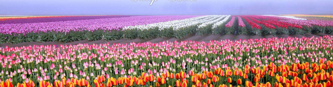 6 khu vườn hoa tulip chỉ nhìn thôi cũng khiến người ta ngất ngây bởi quá đẹp, quá rực rỡ - Ảnh 2.