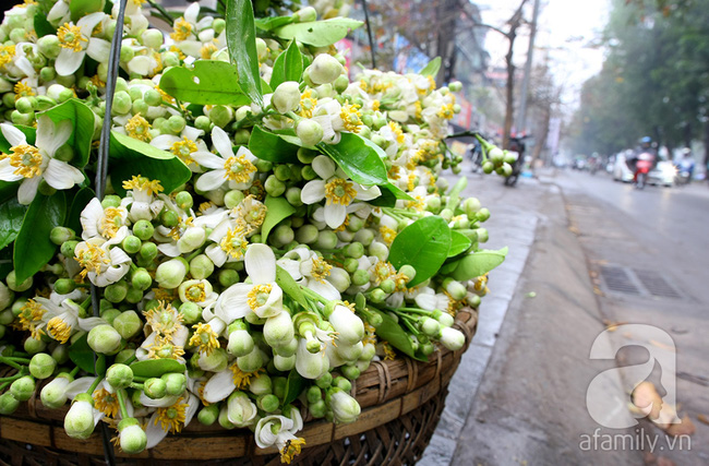 Mau lên em không lỡ mùa hoa sưa, nhạt hương hoa bưởi - Ảnh 6.