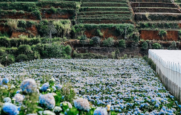 Đến Đà Lạt những ngày này mà không ghé cánh đồng hoa cẩm tú cầu đẹp như trời Tây thì ở nhà còn hơn - Ảnh 4.