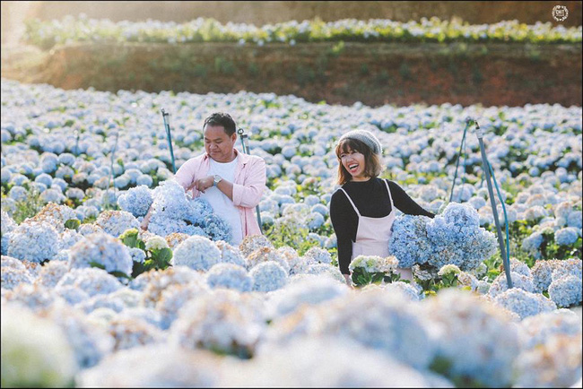 Đến Đà Lạt những ngày này mà không ghé cánh đồng hoa cẩm tú cầu đẹp như trời Tây thì ở nhà còn hơn - Ảnh 8.