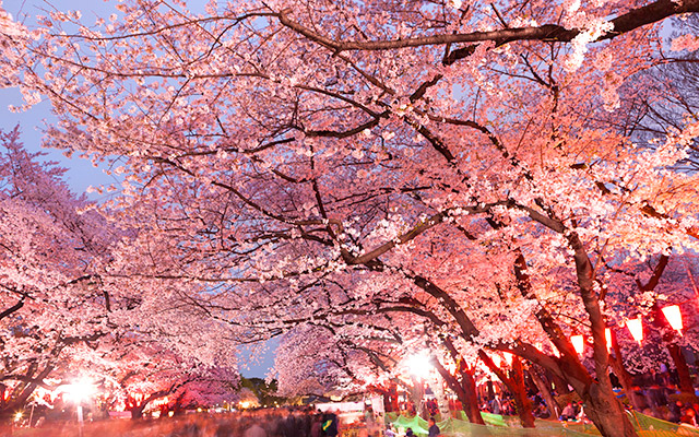Cảnh đẹp tựa thiên đường ở Nhật Bản vào mùa hoa anh đào nở
