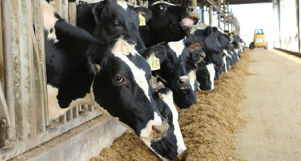 TH Milk khoe đàn bò lớn nhất Việt Nam, cho năng suất tương đương Mỹ, Israel, cao gấp đôi bò trong nước - Ảnh 1.