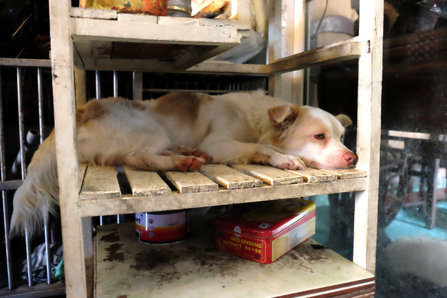 Cô nàng độc thân nuôi 91 con chó ở Sài Gòn: Chồng có thể không có, nhưng chó phải có... một đàn - Ảnh 1.