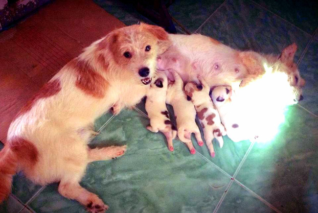 Cô nàng độc thân nuôi 91 con chó ở Sài Gòn: Chồng có thể không có, nhưng chó phải có... một đàn - Ảnh 3.