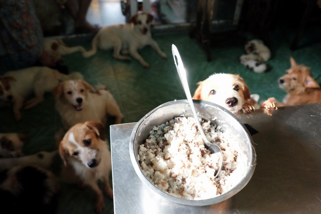 Cô nàng độc thân nuôi 91 con chó ở Sài Gòn: Chồng có thể không có, nhưng chó phải có... một đàn - Ảnh 7.