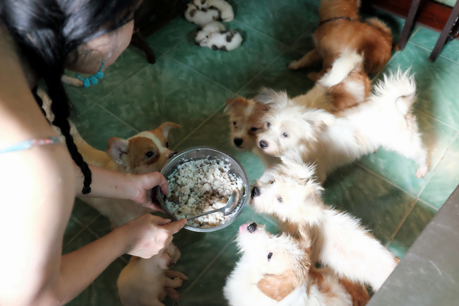 Cô nàng độc thân nuôi 91 con chó ở Sài Gòn: Chồng có thể không có, nhưng chó phải có... một đàn - Ảnh 8.