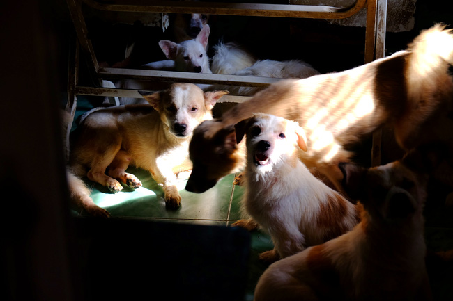 Cô nàng độc thân nuôi 91 con chó ở Sài Gòn: Chồng có thể không có, nhưng chó phải có... một đàn - Ảnh 11.