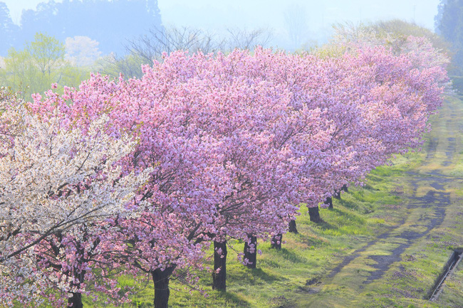 Những khoảnh khắc đẹp mê mẩn của mùa xuân trên khắp thế giới - Ảnh 3.