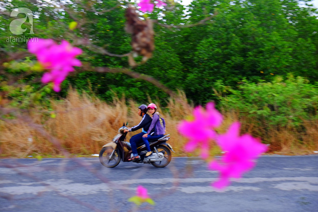 Ven Sài Gòn, có một con đường thơ mộng ngập tràn hoa giấy - Ảnh 4.