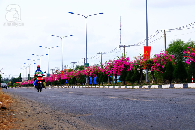 Ven Sài Gòn, có một con đường thơ mộng ngập tràn hoa giấy - Ảnh 7.