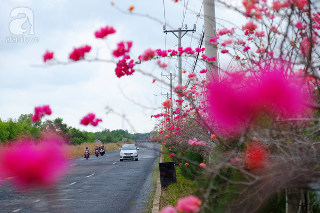 Ven Sài Gòn, có một con đường thơ mộng ngập tràn hoa giấy - Ảnh 9.