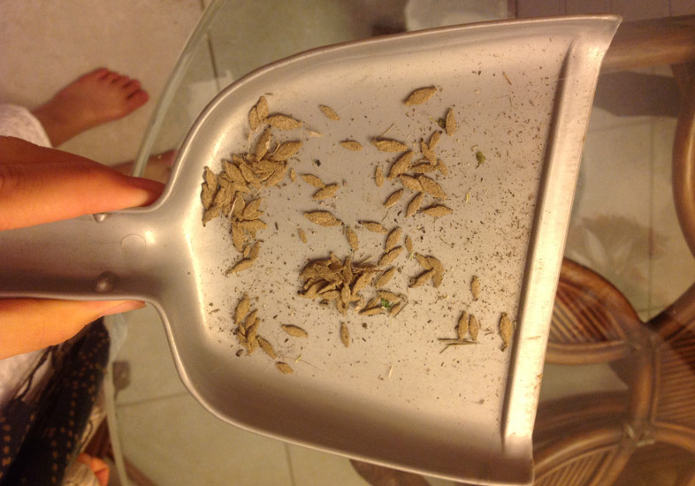 Nhìn sơ tưởng là bụi bẩn “mọc” đầy nhà, ít ai ngờ thứ bên trong “cái túi” này còn tai hại hơn - Ảnh 1. Nhìn sơ tưởng là bụi bẩn “mọc” đầy nhà, ít ai ngờ thứ bên trong “cái túi” này còn tai hại hơn - Ảnh 1.