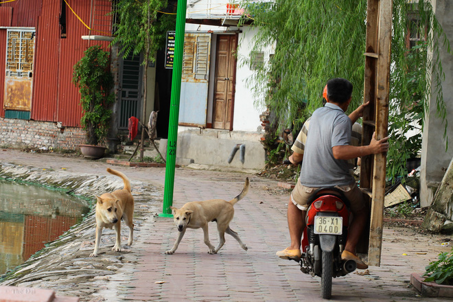 Hà Nội: Chó vẫn thả rông, không rọ mõm trước ngày luật bắt chó có hiệu lực - Ảnh 1.