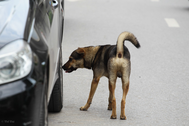 Hà Nội: Chó vẫn thả rông, không rọ mõm trước ngày luật bắt chó có hiệu lực - Ảnh 2.