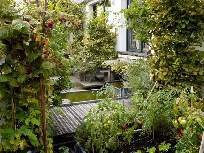 Khu vườn trên mái nhà rộng 60m², ngập tràn cây trái với hướng nhìn ...