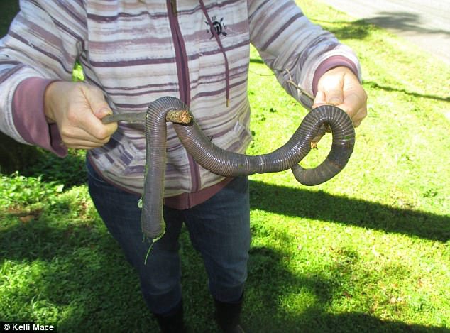 Mưa lớn ở Úc làm lộ diện loài giun đất khổng lồ ai xem qua cũng ngỡ là rắn - Ảnh 1.