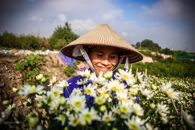 Mùa đông đến Hà Nội rồi, cứ nhìn những bông cúc họa mi tinh khôi xuống phố thì rõ - Ảnh 10.