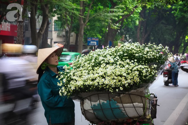 Mùa đông đến Hà Nội rồi, cứ nhìn những bông cúc họa mi tinh khôi xuống phố thì rõ - Ảnh 5.
