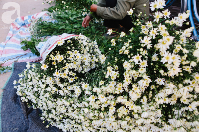 Mùa đông đến Hà Nội rồi, cứ nhìn những bông cúc họa mi tinh khôi xuống phố thì rõ - Ảnh 14.