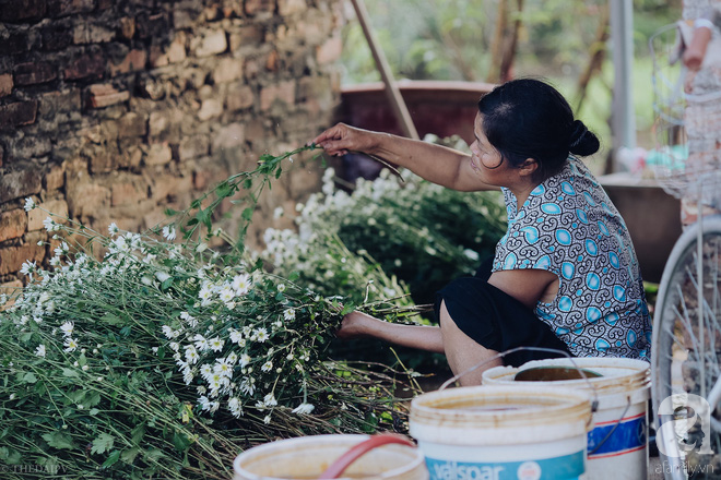 Mùa đông đến Hà Nội rồi, cứ nhìn những bông cúc họa mi tinh khôi xuống phố thì rõ - Ảnh 12.