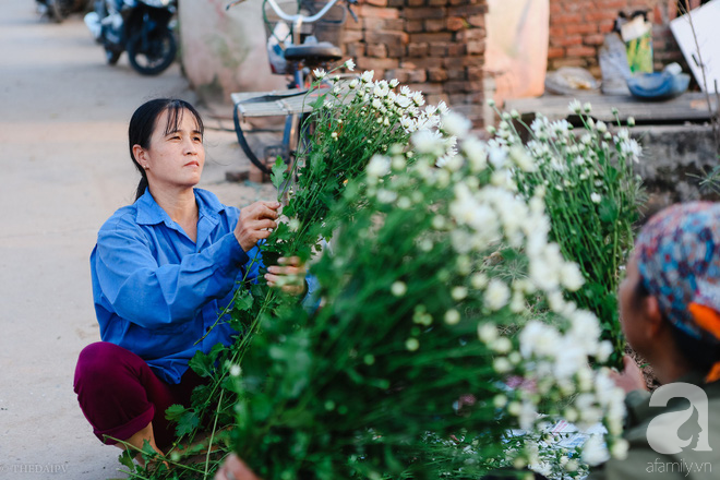 Mùa đông đến Hà Nội rồi, cứ nhìn những bông cúc họa mi tinh khôi xuống phố thì rõ - Ảnh 13.