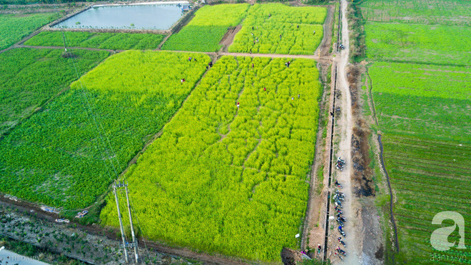 Cúc họa mi vừa tàn, Hà Nội đã kịp vào vụ hoa cải vàng đẹp mê mẩn - Ảnh 2.