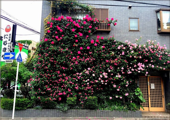 3 vườn hồng đẹp như mơ khiến độc giả tâm đắc tặng ngàn like trong năm 2017 - Ảnh 15.