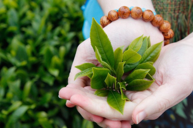 Loại lá có tác dụng phòng ngừa ung thư số 1 thế giới: Bán nhiều ở chợ Việt Nam với giá rẻ - Ảnh 2.