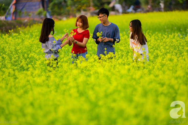 Cúc họa mi vừa tàn, Hà Nội đã kịp vào vụ hoa cải vàng đẹp mê mẩn - Ảnh 12.