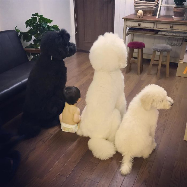 Ngắm nhìn tình bạn đáng yêu của bé gái và chú chó poodle - Ảnh 12.