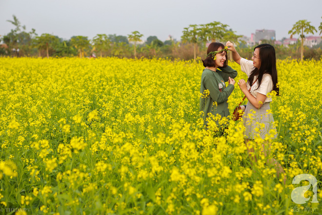 Cúc họa mi vừa tàn, Hà Nội đã kịp vào vụ hoa cải vàng đẹp mê mẩn - Ảnh 13.