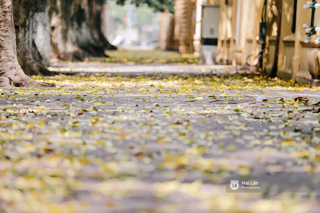 Những ngày Hà Nội rất nóng, nhưng lòng dịu lại vì cảnh lá rụng đẹp như mùa thu thứ 2 - Ảnh 13.
