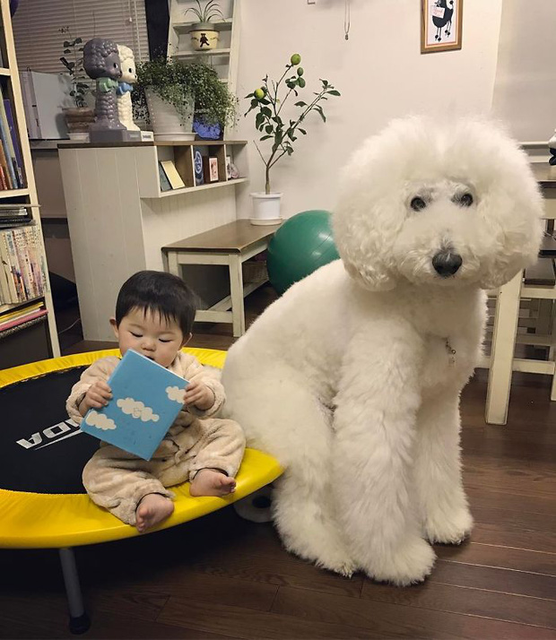 Ngắm nhìn tình bạn đáng yêu của bé gái và chú chó poodle - Ảnh 13.