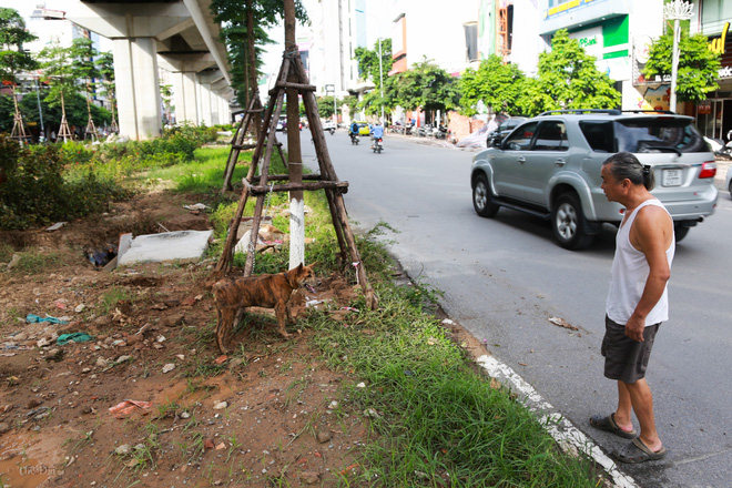 Hà Nội: Chó vẫn thả rông, không rọ mõm trước ngày luật bắt chó có hiệu lực - Ảnh 13.