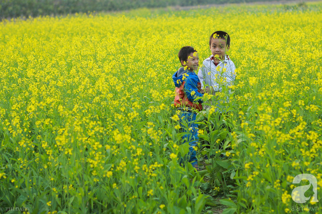 Cúc họa mi vừa tàn, Hà Nội đã kịp vào vụ hoa cải vàng đẹp mê mẩn - Ảnh 14.