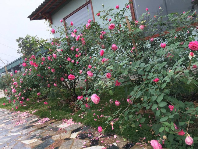 3 vườn hồng đẹp như mơ khiến độc giả tâm đắc tặng ngàn like trong năm 2017 - Ảnh 7.